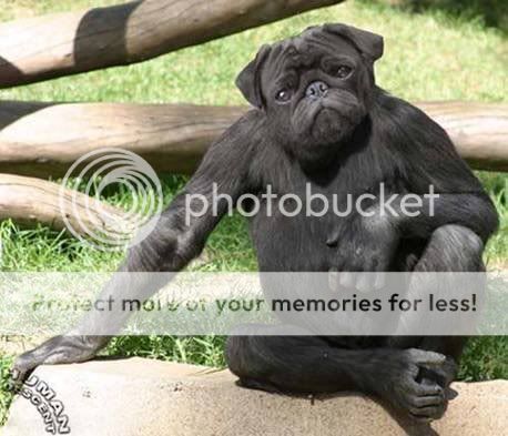 http://i559.photobucket.com/albums/ss33/Cubanfrog/weird.jpg