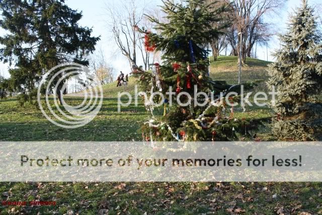 Brad de Craciun, pe Monte Stella