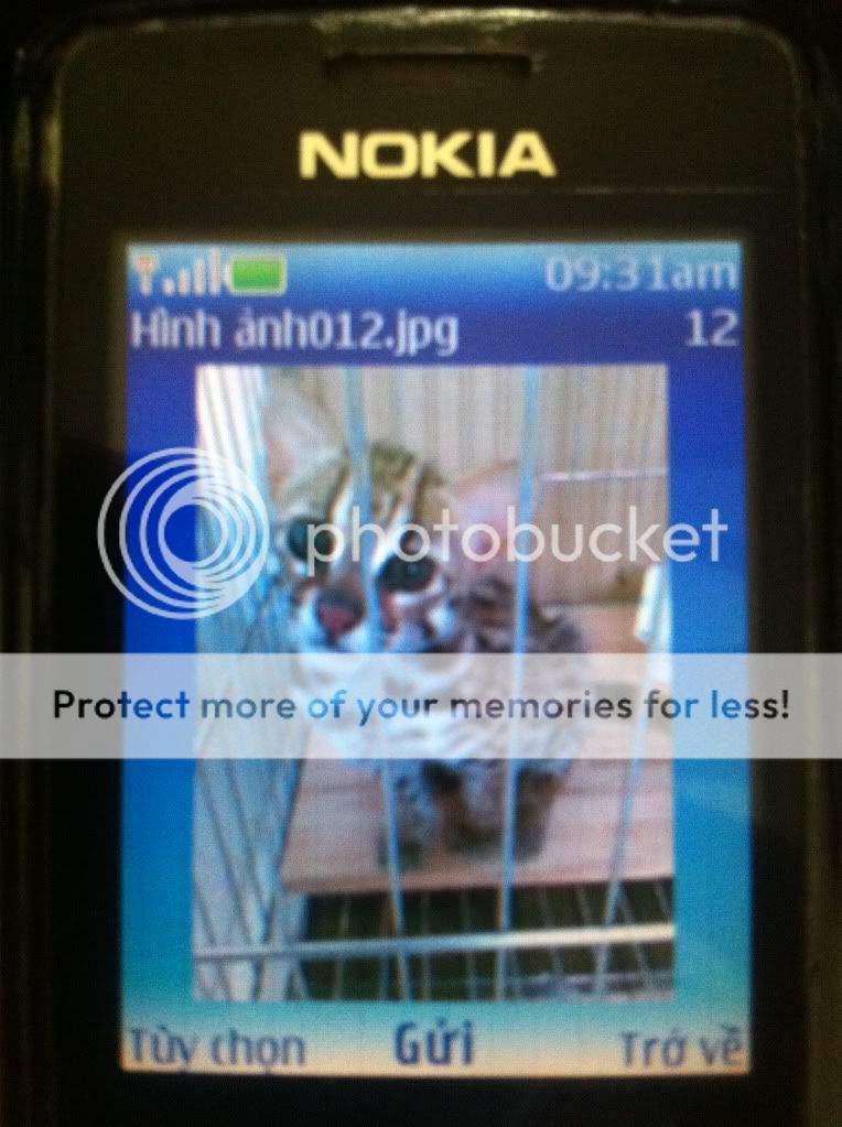 Các bác xem giúp em đây có phải con mèo Bengal 3000 USD ko ??? - 1