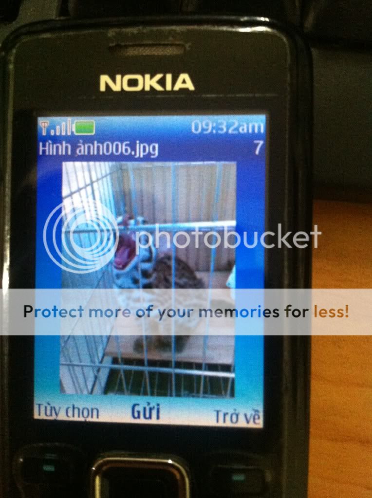 Các bác xem giúp em đây có phải con mèo Bengal 3000 USD ko ??? - 2