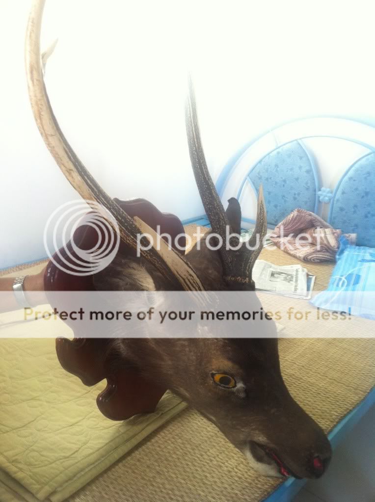 [Hình] - Nhà em có cái thủ cấp con này nhìn gớm quá ko biết là con gì