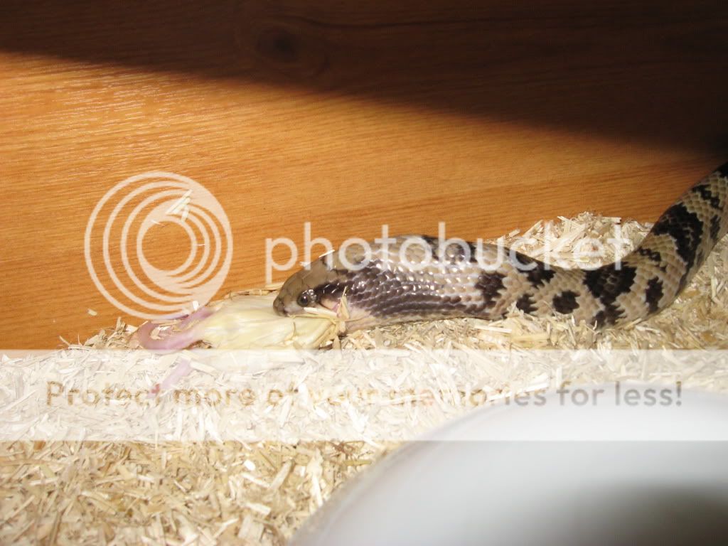 False water cobra housing Reptile Forums