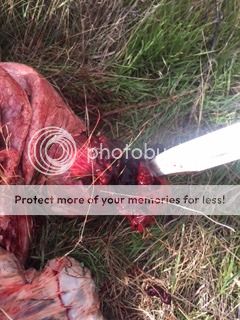 [Image: IMG_3224_zpsrvtx9khx.jpg]