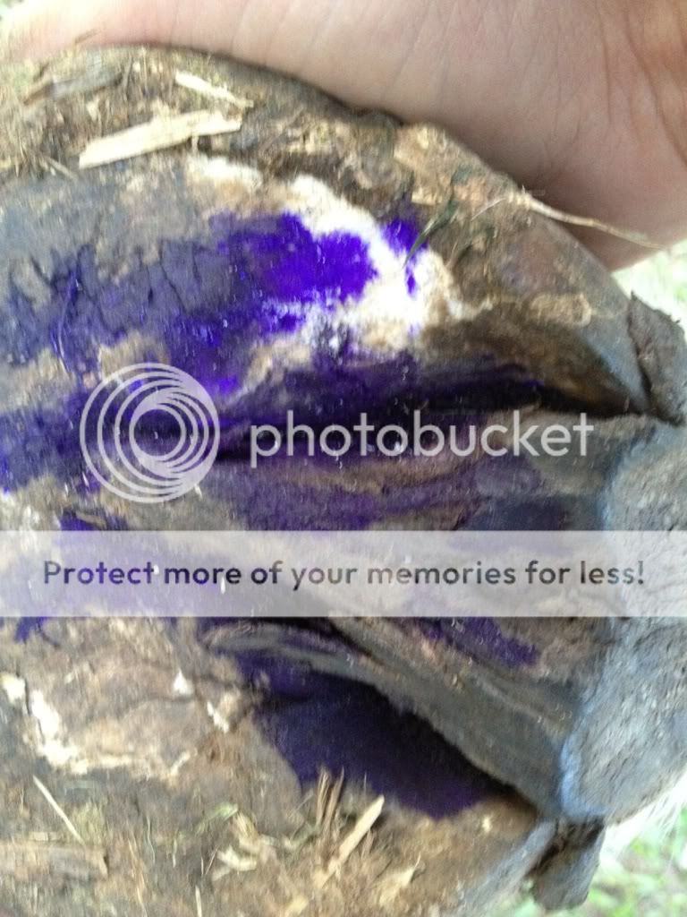 Posted Image