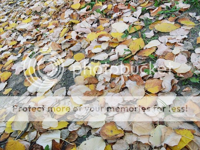  photo 1223 13_zpscdtjzcc8.jpg