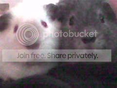 phonepiccies002.jpg