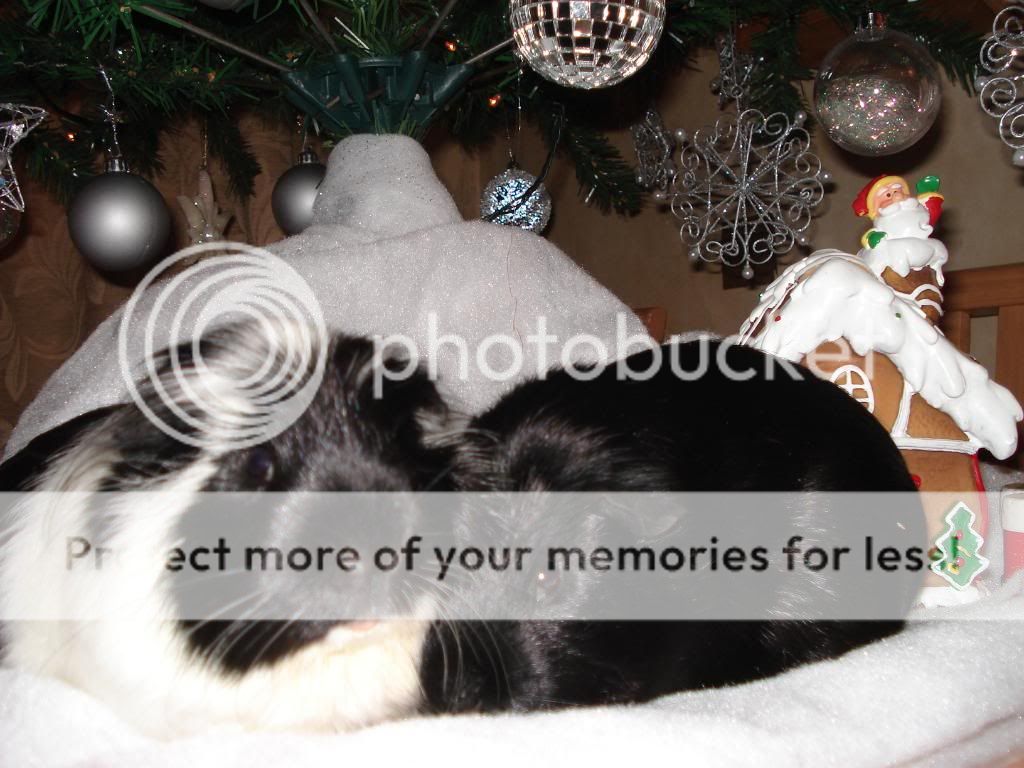 pigginchrimbo002.jpg