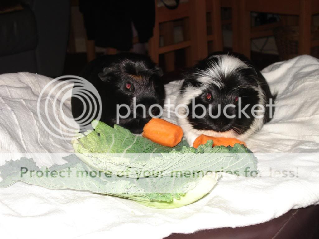 pigginchrimbo030.jpg